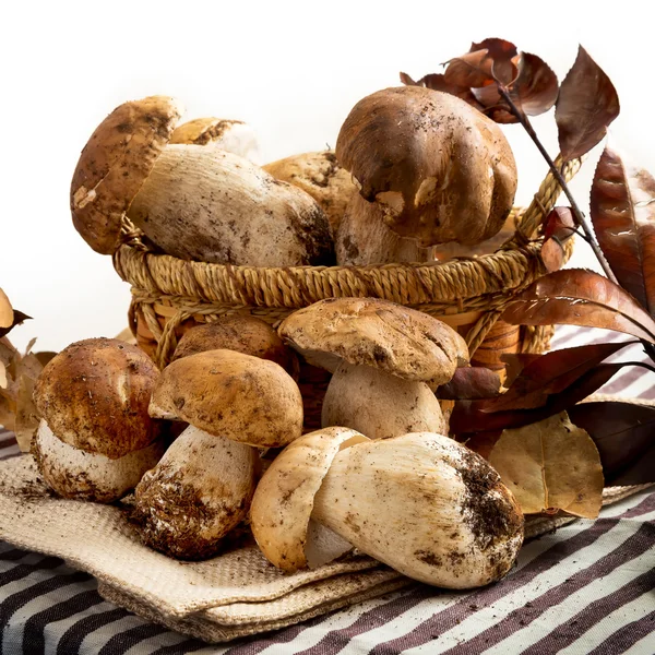 Setas porcini crudas — Foto de Stock