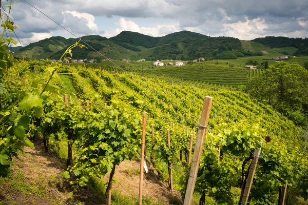 Vista de viñedos italianos — Foto de Stock