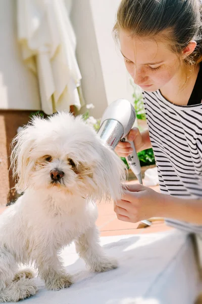 Little dries her dog — Stock Photo, Image