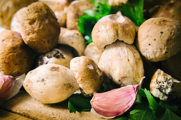 Ruwe porcini paddestoelen — Stockfoto