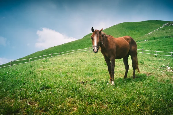 Cavallo bruno nel prato — Foto Stock