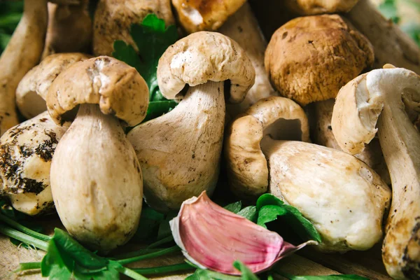 RAW білих грибів гриби — стокове фото