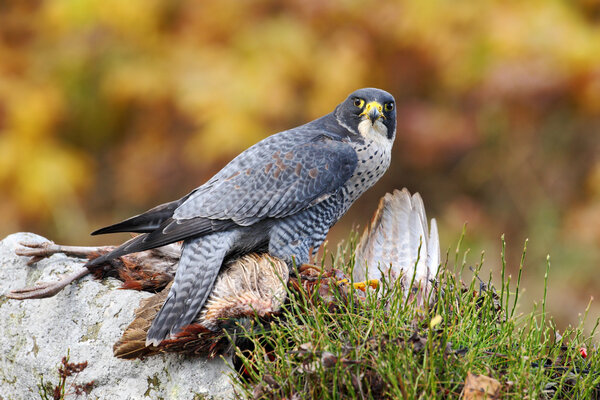 Bird of prey Peregrine Falcon