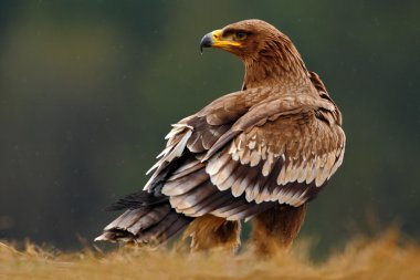 Otların arasında oturan bozkır kartalı