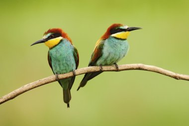 Pair of beautiful birds clipart