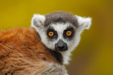 Portrait of Ring-tailed Lemur clipart