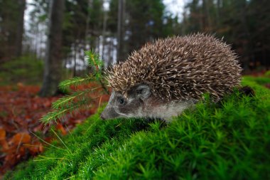 European Hedgehog on a green moss clipart