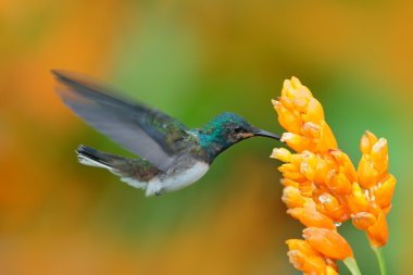 White-necked Jacobin hummingbird clipart