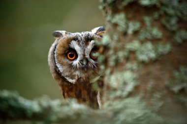Hidden portrait Long-eared Owl clipart