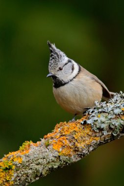 Songbird Tepeli baştankara