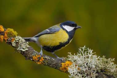 Great Tit sitting on tree branch clipart