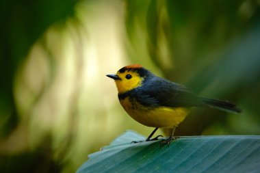Yellow and red headed songbird clipart