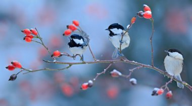 Three Songbirds on snowy branch