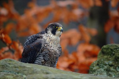 Yırtıcı Kuş Peregrine Falcon