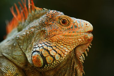 Turuncu iguana portresi