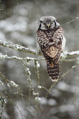 Şube üzerinde oturan Şahin baykuş