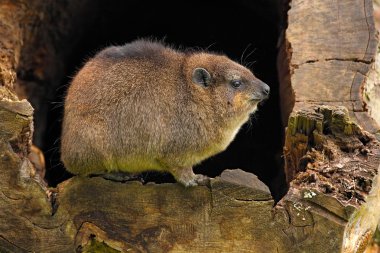 Rock Hyraxin eski ağaç tüm