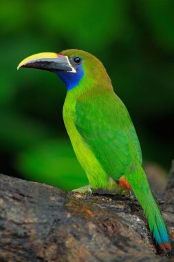 Mavi boğazlı Toucanet doğa ortamlarında