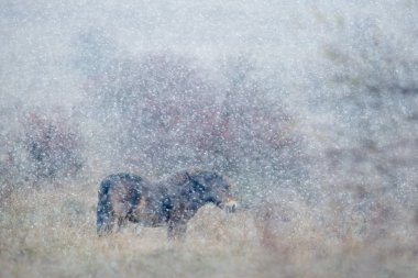 Wild horse in the nature habitat