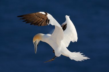 Kuzey gannet uçan