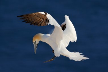 Northern gannet flying clipart