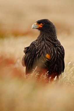Yırtıcı Kuş Strieted caracara portresi