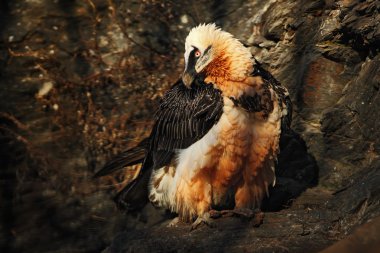 Bearded Vulture in stone habitat clipart