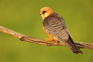 Bird Red-footed Falcon clipart
