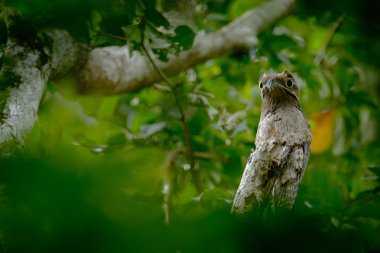 Levrek üzerinde ortak Potoo