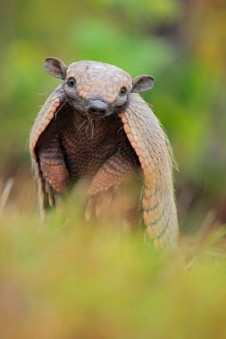 Güney çıplak kuyruklu Armadillo