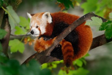 Beautiful Red panda clipart