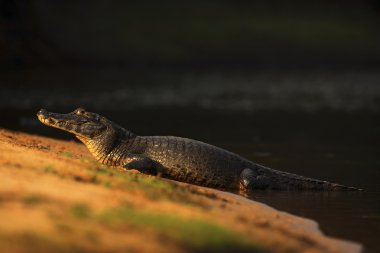 Yacare Caiman sahilde