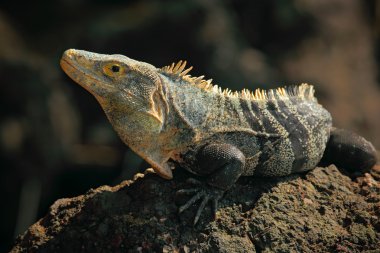 Sürüngen siyah Iguana