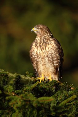 Yırtıcı Kuş bayağı Şahin