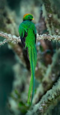 Resplendent Quetzal green bird clipart