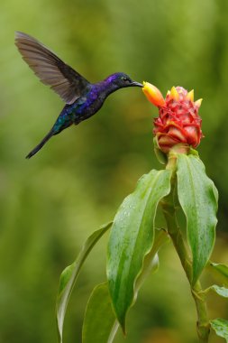 Dark blue hummingbird Violet Sabrewing clipart