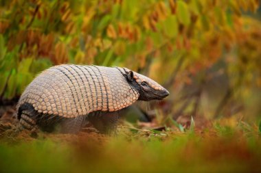 Güney çıplak kuyruklu Armadillo