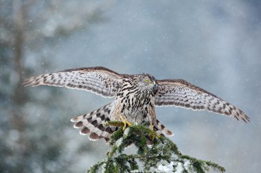 Yırtıcı Kuş Kuzey çakır kuşu