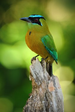 Nice Blue-crowned Motmot clipart