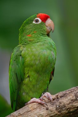 Beautiful green parrot Finsch's parakeet clipart