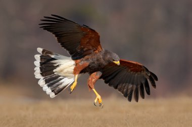 Harris Hawk uçan