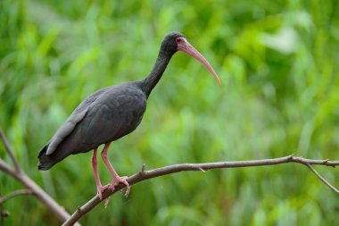 Whispering Ibis sitting on the branch clipart