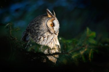 Şube üzerinde oturan uzun kulaklı baykuş