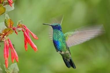 Green and Blue Hummingbird clipart
