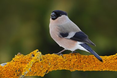 Erkek gri songbird şakrak kuşu