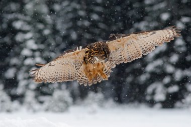 uçan Avrasya kartal baykuş