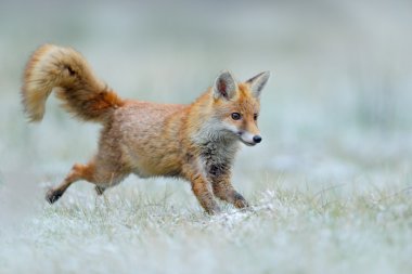 Running Red Fox clipart