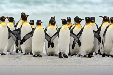 Group of king penguins clipart