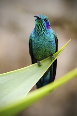 Hummingbird Green Violet-ear clipart