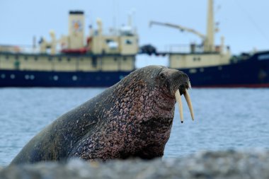 The walrus stick out from blue water clipart